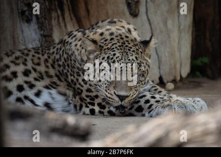 Bella ragazza Asiatica leopardo poggiato sul pavimento in uno zoo Foto Stock