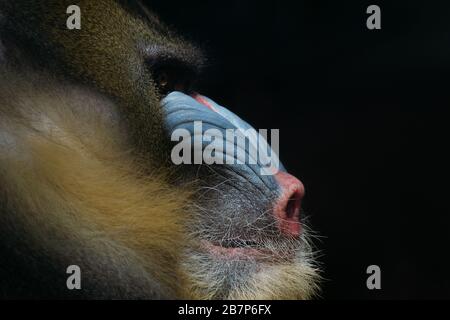 Primo piano ritratto di un maschio mandrill isolato con sfondo nero Foto Stock