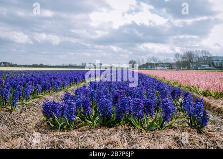 Sfondo primavera floreale. Giacinti viola, fiori di pasqua tradizionali, sfondo pasquale Olanda Lisse Foto Stock