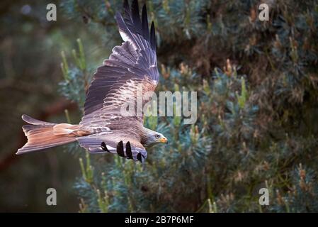 Nibbio reale in volo (Milvus milvus) Foto Stock