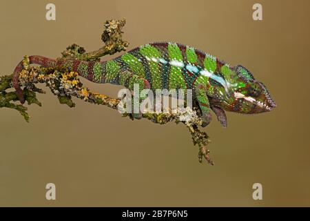Ambilobe Panther Chameleon (Furcifer pardalis) Foto Stock