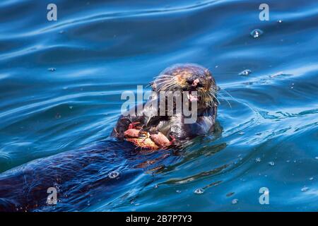 Lontre di mare che mangia un granchio Foto Stock