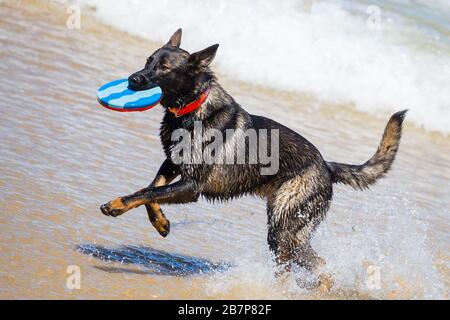 Pastore tedesco nero su una spiaggia Foto Stock
