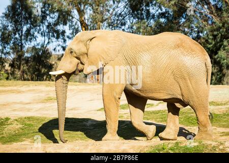 Un maschio elelphant africano all'aperto Foto Stock