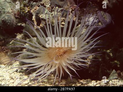 Anemone tube-dwelling, Cerianthus filiformis Foto Stock