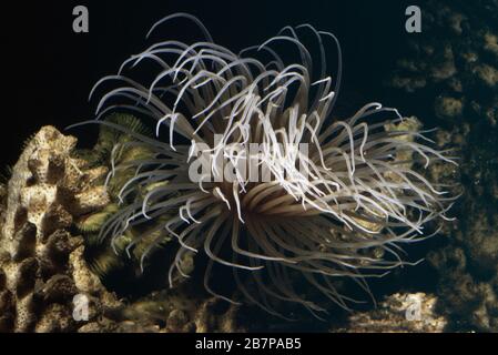 Anemone marino tube-dwelling o fuochi d'artificio, Cerianthus filiformis Foto Stock