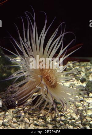 Anemone marino tube-dwelling o fuochi d'artificio, Cerianthus filiformis Foto Stock