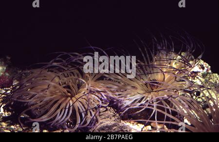 Anemone marino tube-dwelling o fuochi d'artificio, Cerianthus filiformis Foto Stock