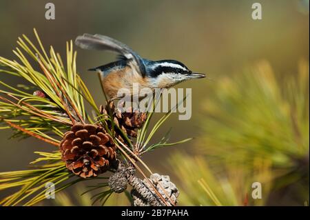 Nuthatch rosso con semi di cono di pino Foto Stock