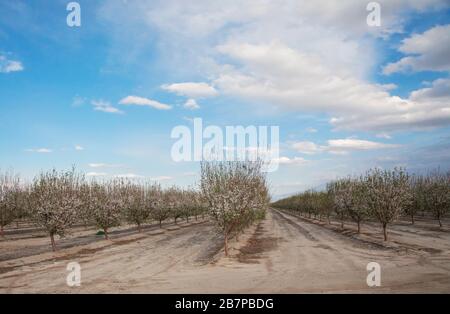 Alberi di mandorle in fiore, a Bakersfield, California, Stati Uniti. Foto Stock