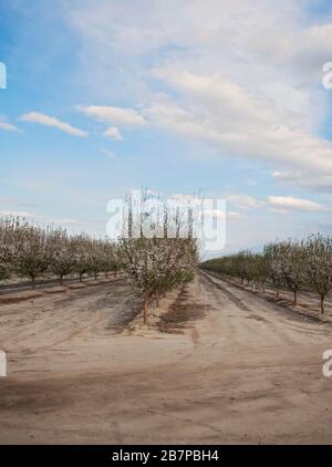 Alberi di mandorle in fiore, a Bakersfield, California, Stati Uniti. Foto Stock