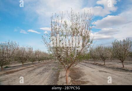 Alberi di mandorle in fiore, a Bakersfield, California, Stati Uniti. Foto Stock