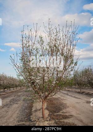 Alberi di mandorle in fiore, a Bakersfield, California, Stati Uniti. Foto Stock