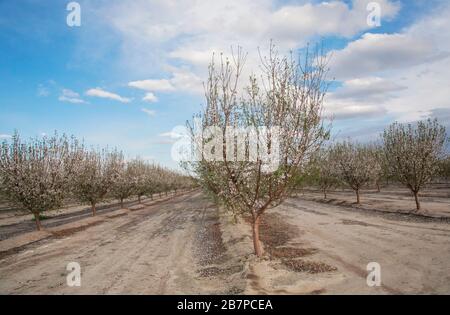 Alberi di mandorle in fiore, a Bakersfield, California, Stati Uniti. Foto Stock