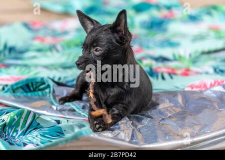 Giovane chihuahua Poddle misto cucciolo cane mordere un bastone Foto Stock