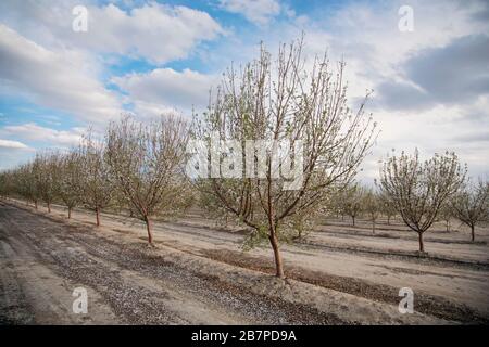 Alberi di mandorle in fiore, a Bakersfield, California, Stati Uniti. Foto Stock