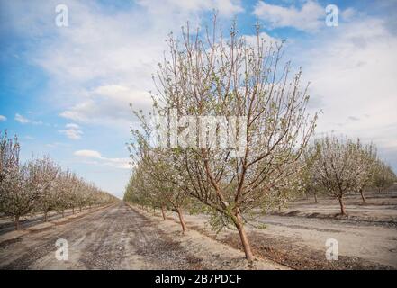 Alberi di mandorle in fiore, a Bakersfield, California, Stati Uniti. Foto Stock