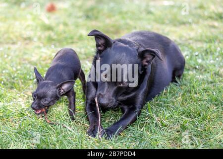 Due simpatici cani neri´s masticare un bastone Foto Stock