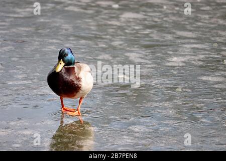 Mallard anatra camminare su ghiaccio fondente. Maschio anatra selvaggia sul lago, tempo primaverile Foto Stock