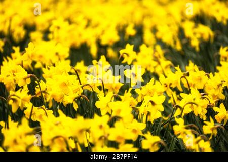 I narcisi brillano sulle verge della strada di Penny Bridge nella Cumbria del Sud. Foto Stock