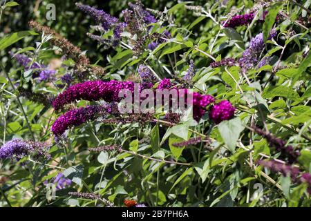 Cespuglio di Butterly (Buddleja) o lilla estiva Foto Stock
