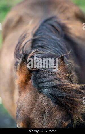 Close-up di un cavallo è mane Foto Stock