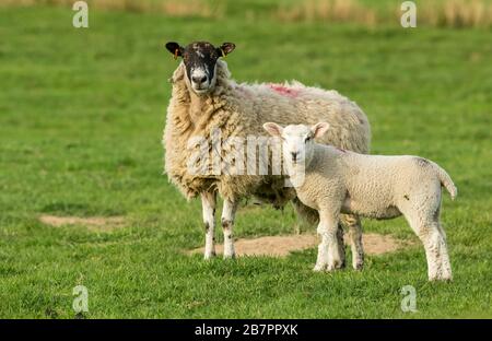 Swaledale mule ewe, pecora femminile con agnello ben coltivato in pascolo, rivolto in avanti. Primavera. Yorkshire Dales, Regno Unito. Orizzontale. Spazio per la copia. Foto Stock