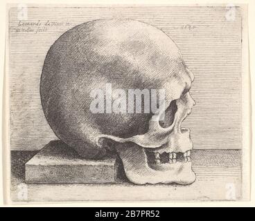 Cranio nel profilo a destra, 1645. Foto Stock