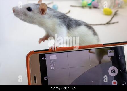 Ratti grigi seduti su un telefono cellulare. Foto Stock