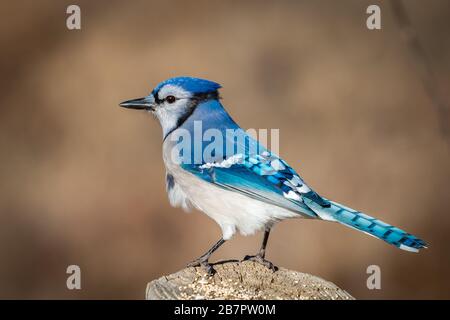 Jay Blu (Cyanocitta cristata) appollaiato su un palo Foto Stock