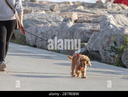 Cocker inglese spaniel cane con guinzaglio e proprietario. Fotografato mentre camminando nel parco. Primo piano. Foto Stock