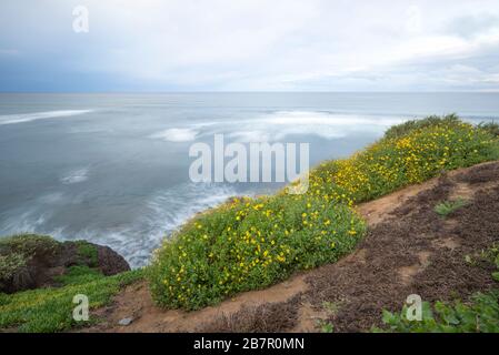 Fiori selvatici che crescono su una scogliera sopra il mare. Al Sunset Cliffs Natural Park in una mattinata d'inverno. San Diego, California, Stati Uniti. Foto Stock