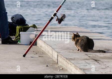 Canna da pesca e gatto accanto ad essa. Il gatto aspetta che il pesce fuoriusca dal mare. Foto Stock