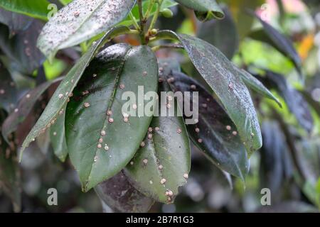 Foglia verde di nespola ricoperta di pesti. Gamberetti ceroplasti japonicus Green. Insetto della famiglia Pseudosutum, peste di quarantena. Foglie Foto Stock