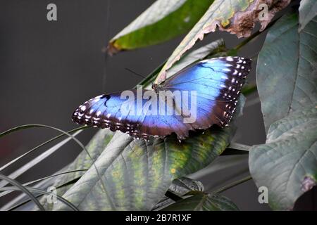 Blue Morpho Butterfly (Morpho Menelaus) in una serra di farfalle, Costa Rica Foto Stock
