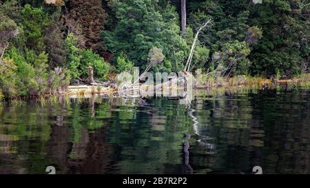 Riflessi della foresta sulle acque calme del fiume Gordon in Tasmania, Australia. Tonalità cromatiche cinematografiche. Foto Stock