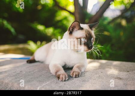 Un gatto domestico su un guinzaglio nel giardino. Gatto maschio con occhi blu di Breed Mekong Bobtail. Bella razza gatto Mekongsky Bobtail. pet su un guinzaglio. Il gatto cammina Foto Stock