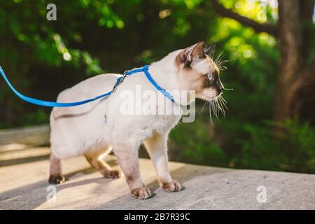 Un gatto domestico su un guinzaglio nel giardino. Gatto maschio con occhi blu di Breed Mekong Bobtail. Bella razza gatto Mekongsky Bobtail. pet su un guinzaglio. Il gatto cammina Foto Stock