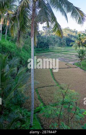 Panoramica di un campo di riso circondato da palme in Indonesia Foto Stock