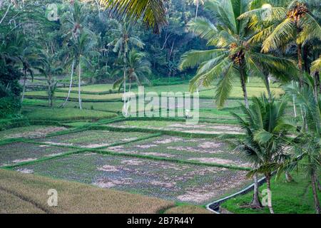 Panoramica di un campo di riso circondato da palme in Indonesia Foto Stock