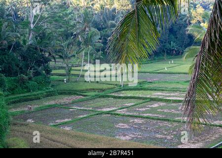 Panoramica di un campo di riso circondato da palme in Indonesia Foto Stock