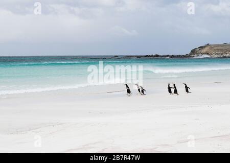 Re Penguins - Volunteer Point, Isola di Stanley Foto Stock