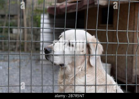 Il cane bianco dietro la recinzione è sconvolto e guardando intorno. Non è infelice e gratuito. Primo piano. Foto Stock