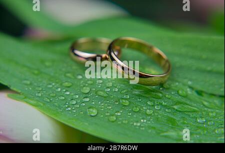 anelli d'oro di nozze su una macro pianta foglia verde primo piano con gocce di rugiada Foto Stock