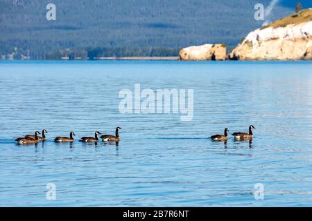 Oche selvatiche (branta canadensis) sul lago di Yellowstone che nuotano in fila durante l'estate, Foto Stock