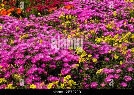 Primavera fiori selvatici sotto il sole con nessuno Foto Stock