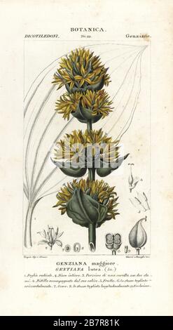 Grande genziana gialla, Gentiana lutea. Incisione a forma di copperplate a mano dal Dizionario delle Scienze naturali di Jussieu, Firenze, Italia, 1837. Illustrazione incisa da Giarre e Stanghi, disegnata e diretta da Pierre Jean-Francois Turpin, e pubblicata da Batelli e figli. Turpin (1775-1840) è considerato uno dei più grandi illustratori botanici francesi del 19 ° secolo. Foto Stock