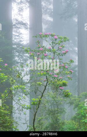 Rhododendron Bloom, Redwoods, nebbia costiera, la dannazione Creek, del Norte stato Redwoods, Parco Nazionale di Redwood e parchi statali, California Foto Stock