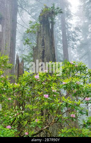 Rhododendron Bloom, Redwoods, nebbia costiera, la dannazione Creek, del Norte stato Redwoods, Parco Nazionale di Redwood e parchi statali, California Foto Stock