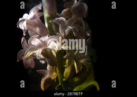 Primo piano di fiori rosa di giacinto attaccati ad uno stelo su uno sfondo nero con luce soffusa Foto Stock